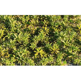 Real Palm Forest HD 3D model